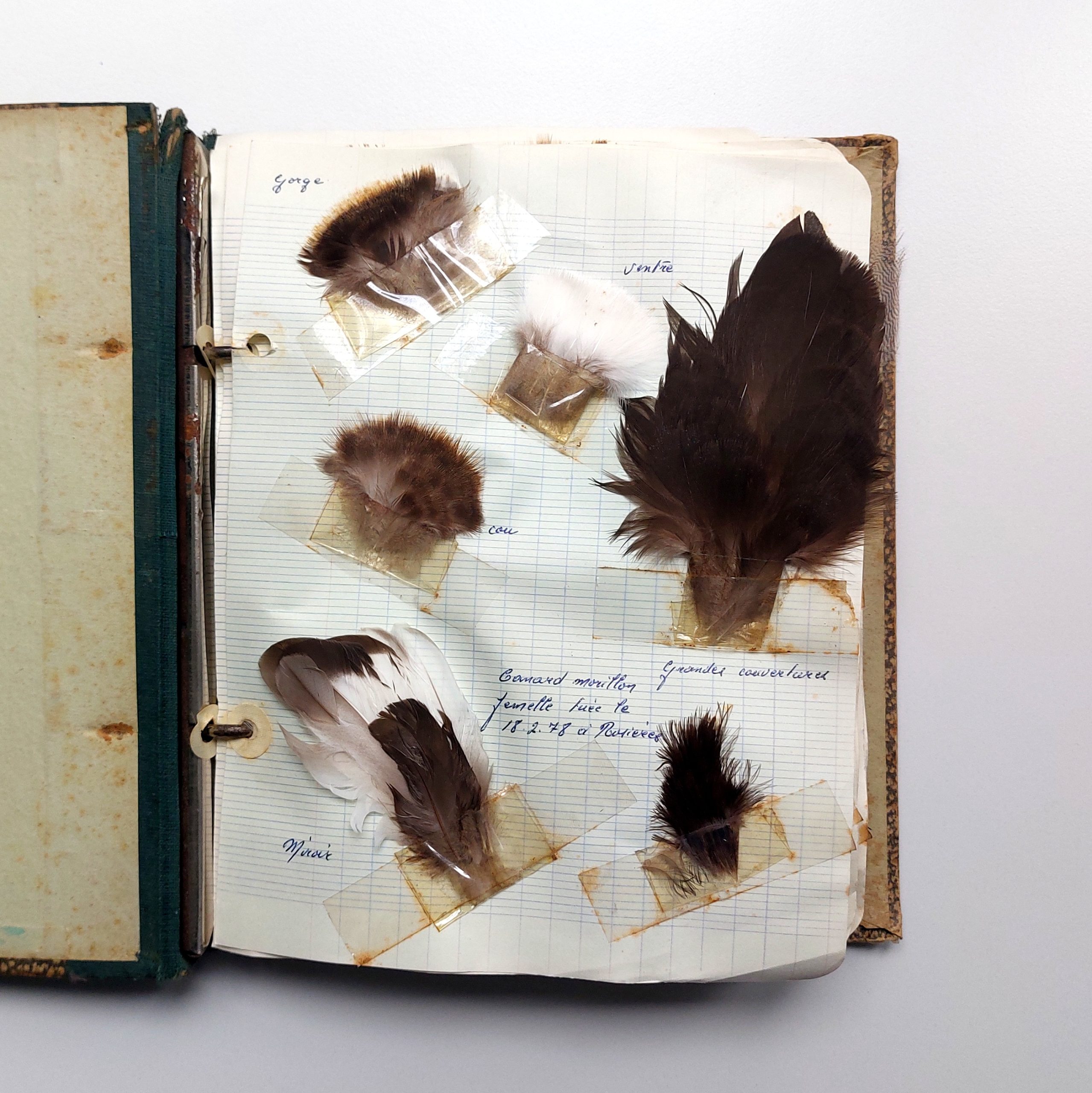 Recueil de plumes d’oiseaux chassés dans la vallée de la Seine dans l’Aube. – Image 3