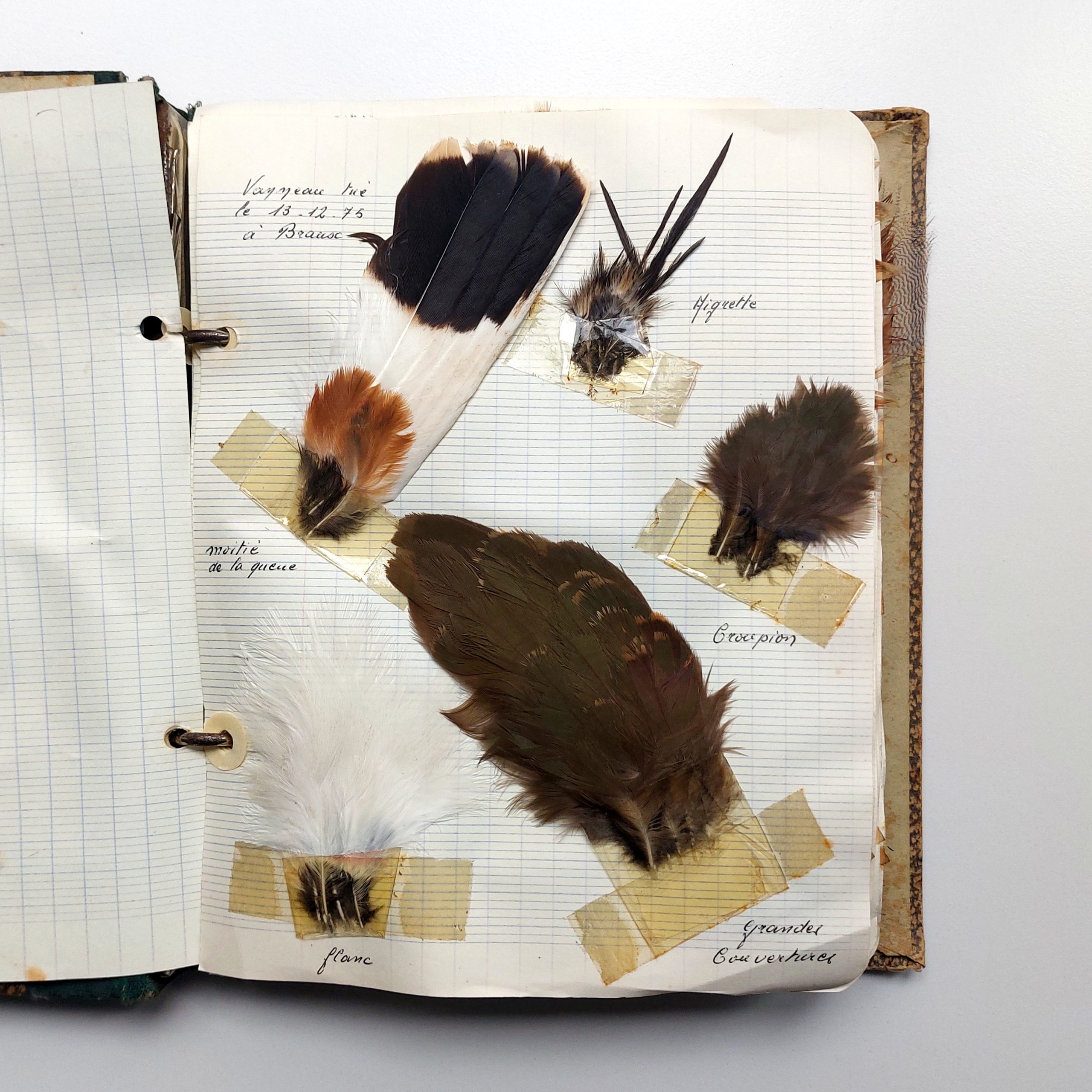 Recueil de plumes d’oiseaux chassés dans la vallée de la Seine dans l’Aube. – Image 4