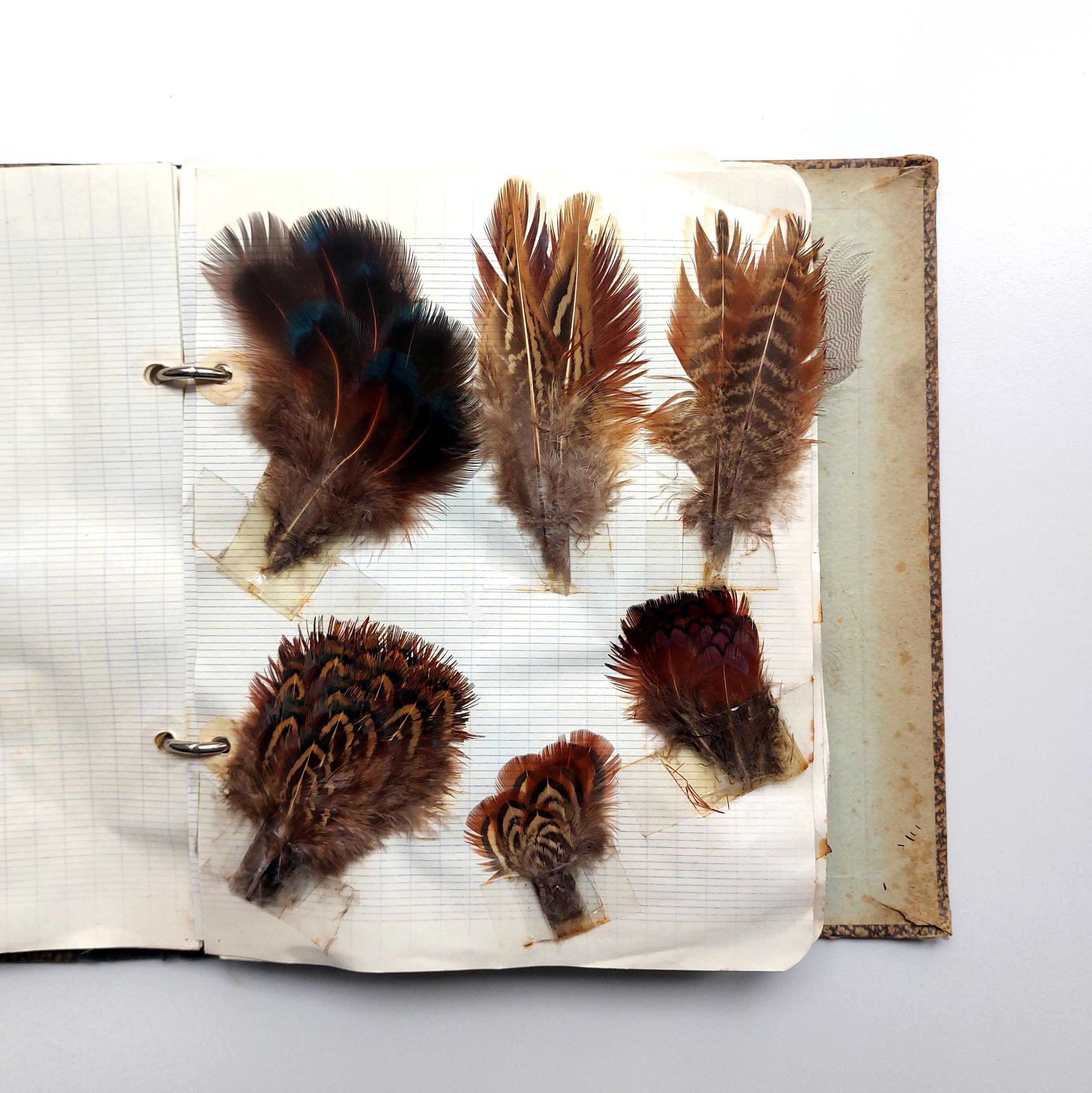Recueil de plumes d’oiseaux chassés dans la vallée de la Seine dans l’Aube. – Image 6