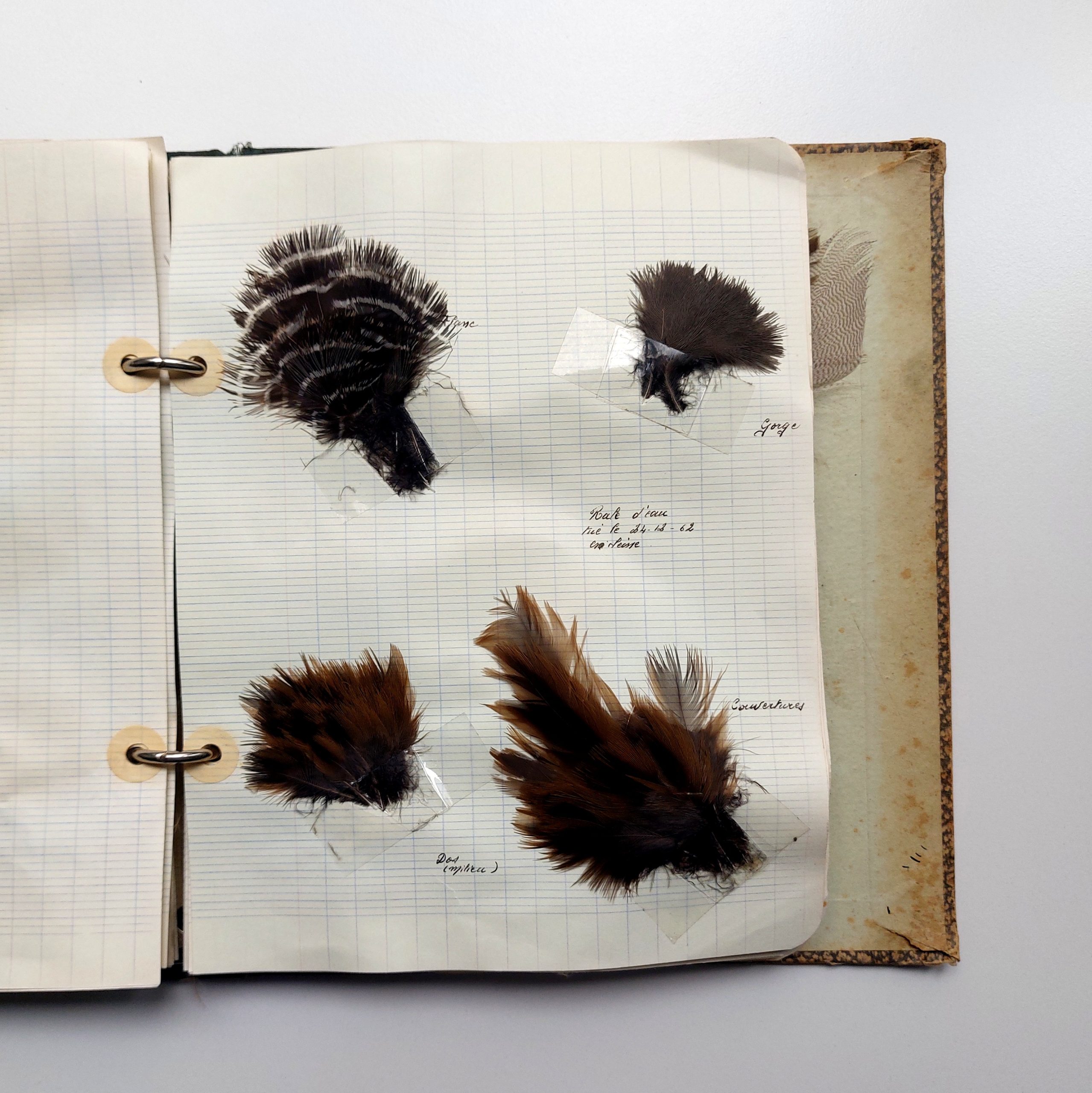 Recueil de plumes d’oiseaux chassés dans la vallée de la Seine dans l’Aube. – Image 7