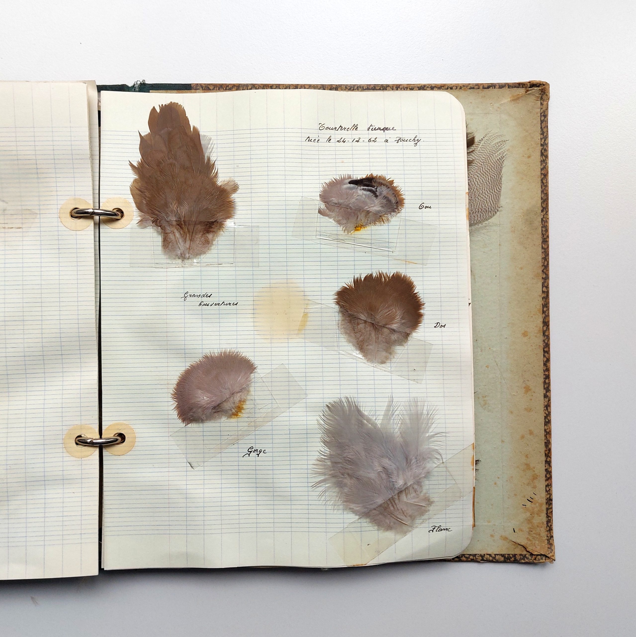 Recueil de plumes d’oiseaux chassés dans la vallée de la Seine dans l’Aube. – Image 8