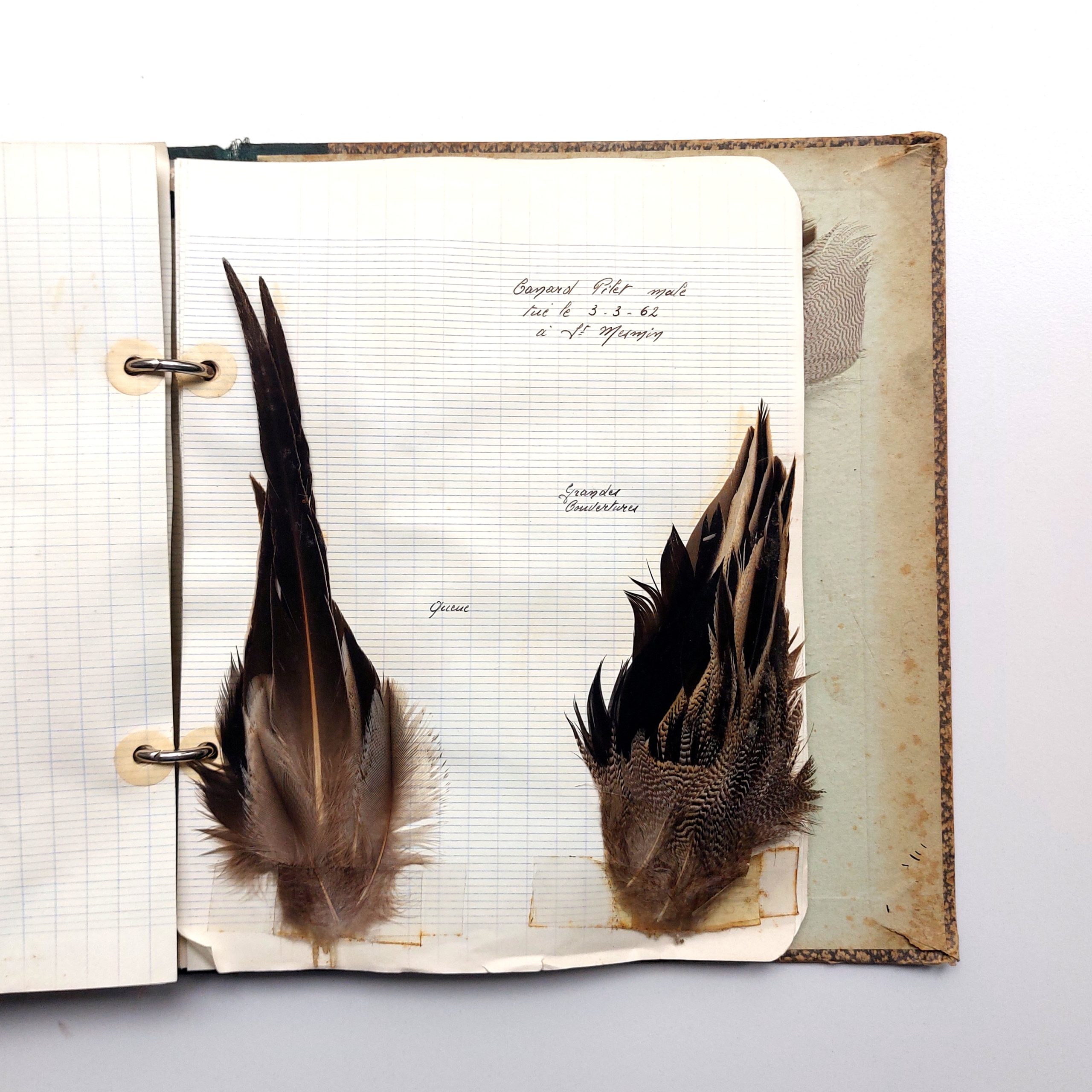 Recueil de plumes d’oiseaux chassés dans la vallée de la Seine dans l’Aube. – Image 9